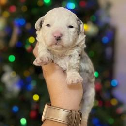 Aussiedoodle and Goldendoodle Puppies from Ever After Doodles Arizona