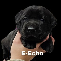 Echo - Black female Dilute Retriever puppy in Sidney, Nebraska from Nebraska Strong Labradors