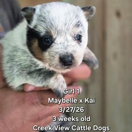 Girl 1 - Blue female Australian Cattle Dog puppy in Monroe, North Carolina from Creek View Cattle Dogs