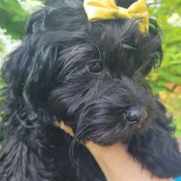 Huckleberry - Black male Russian Tsvetnaya Bolonka puppy in Philmont, New York from BlackberryBRT