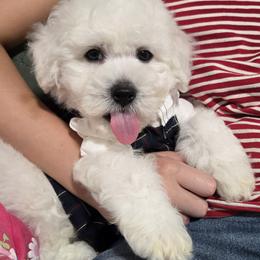 Bichon Frise Puppies from Beloved Bichon