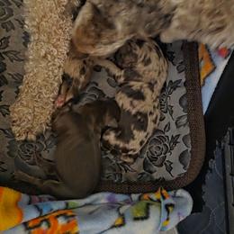 Pup3 - Chocolate and white female Havapoo puppy in Medina, Ohio from Momma's Mastiffs