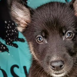 Fig - Black tan and white Siberian Husky puppy in Saint Louis, Missouri from The Cosmic Critters