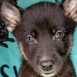 Fig - Black tan and white Siberian Husky puppy in Saint Louis, Missouri from The Cosmic Critters