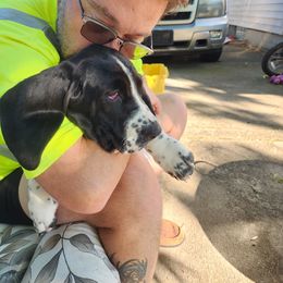 Basset Hound Puppies from Riley Bassett Hounds