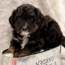 Grey collar toy - Black tri-color male Aussiedoodle puppy in 32046, Florida from River Hill Ranch