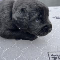 Assorted Doodle Crosses Puppies from Golden Mountain Doodles