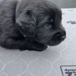 Assorted Doodle Crosses Puppies from Golden Mountain Doodles