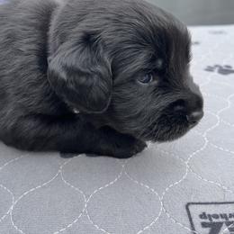 Assorted Doodle Crosses Puppies from Golden Mountain Doodles