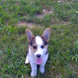 American Corgi and Pembroke Welsh Corgi Puppies from Kates Corgis
