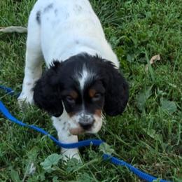Boy 1 - Blue belton and tan (tri-color) male English Setter puppy in Holly, Michigan from Roos Farms English Setters