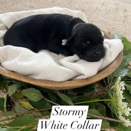 Stormy - Black female Dilute Retriever puppy in Kenton, Ohio from Lynn Valley Labradors