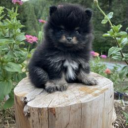 Companion Cross, French Bulldog, Goldendoodle, Pomeranian, and Yorkshire Terrier Puppies from Dbos Furry Friends