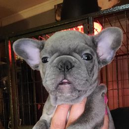 French Bulldog Puppies from Culichitown Frenchies