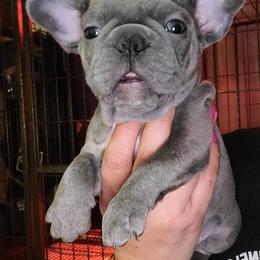 French Bulldog Puppies from Culichitown Frenchies