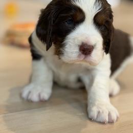 Remington - White and liver male English Springer Spaniel puppy in Lufkin, Texas from Shifletknights Springer Spaniels