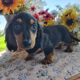 Banks - Black and tan male Dachshund puppy in Hudson, Michigan from Mittentail Kennel Miniature Dachshunds & Australian Shepherds