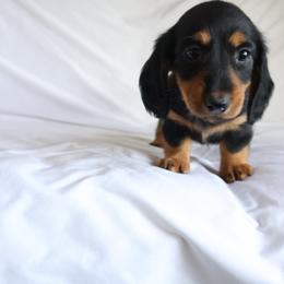 Joy - Black and tan female Dachshund puppy in Fredericksburg, Ohio from William's Dachshunds