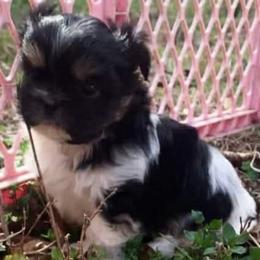 Gilbert - Black gold and white male Shih Tzu puppy in Chipley, Florida from Shih Tzu Babies