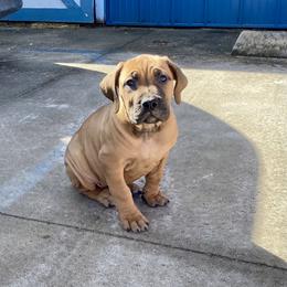 Girl 1 - Red female Boerboel puppy in Sedgewickville, Missouri from Heritage Boerboels