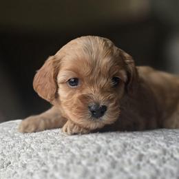 Blue Collar Boy - Cream male Cavapoo puppy in Almira, Washington from Cavapoo Cuddles