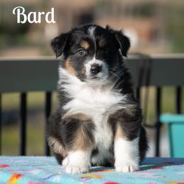 Bard - Black tri-color female Australian Shepherd puppy in Benton City, Washington from Eventide Australian Shepherds
