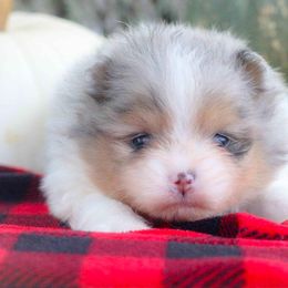 Oaken - Blue merle male Pomeranian puppy in Bremen, Indiana from AMS Pomeranians and Pomskies in Indiana