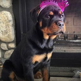 Rottweilers from VON DER SENTINEL