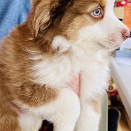German Shepherd and Miniature American Shepherd Puppies from Bouchard’s Best Shepherds