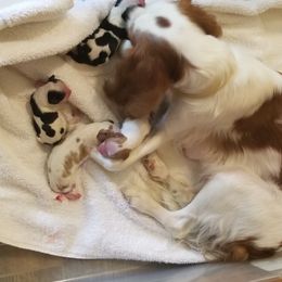 Cavalier King Charles Spaniel Puppies from BAAAD MOON RISIN'