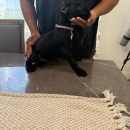 Cleopatra - Black female Cane Corso puppy in Lubbock, Texas from Hub City Kennel