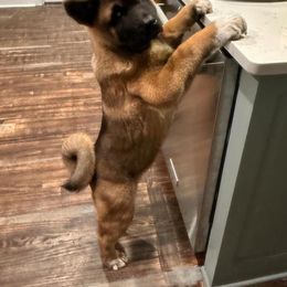 Akita Puppies from Majestic Valley Farms