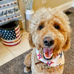 Rose - Goldendoodle