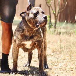 Harley - Perro de Presa Canario