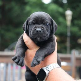 Gold Collar - Black male Cane Corso puppy in Lusby, Maryland from Coastal View Kennels