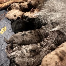 Aussiedoodle puppies from Korbella Farm