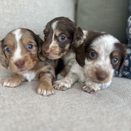Dachshund Puppies from Southern Pearl Doxies