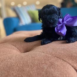 Goldendoodle Puppies from Lady Paws Puppies