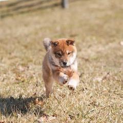 Yellow Collar - Red sesame male Shikoku Ken puppy in Pennsylvania from Aoiyama Sou Shikoku Kennel