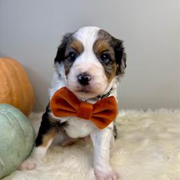 Squash - Blue merle male Aussiedoodle puppy in Adams, Nebraska from Boxcar Doodles and Poodles