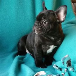 French Bulldog Puppies from Knollridge Frenchies
