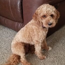 Cavapoos from Kari's Cavapoos