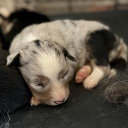 Molly - Blue merle female Border Collie puppy in North Lakeport, California from Wild Rose Ranch