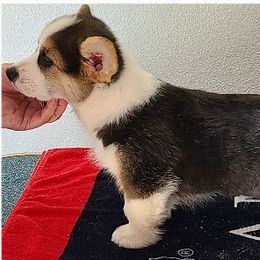 French Bulldog and Pembroke Welsh Corgi Puppies from Genuwin