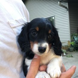 Dachshund Puppies from Long Little Dog Ranch