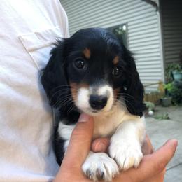 Dachshund Puppies from Long Little Dog Ranch