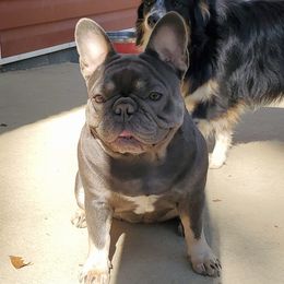Agnes - French Bulldog