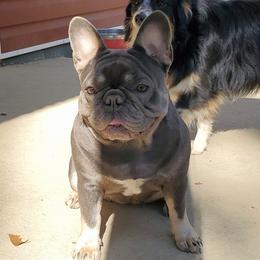 Agnes - French Bulldog