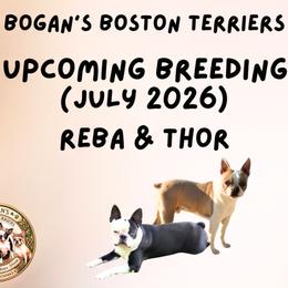 Boston Terrier puppies from Bogan's Boston's