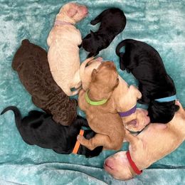 Goldendoodle and Poodle Puppies from SnickerDoodlePups